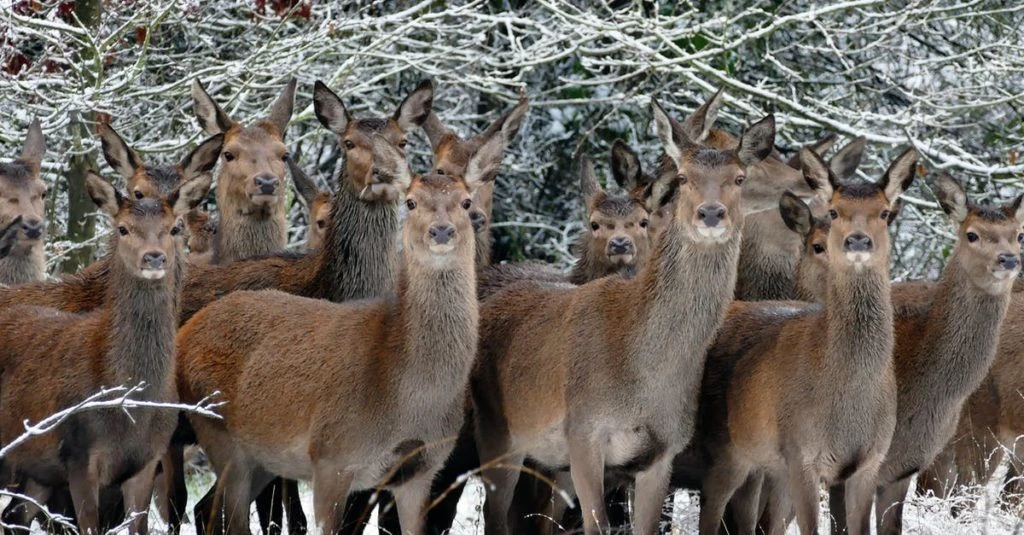 picture of Llama's in snowy field