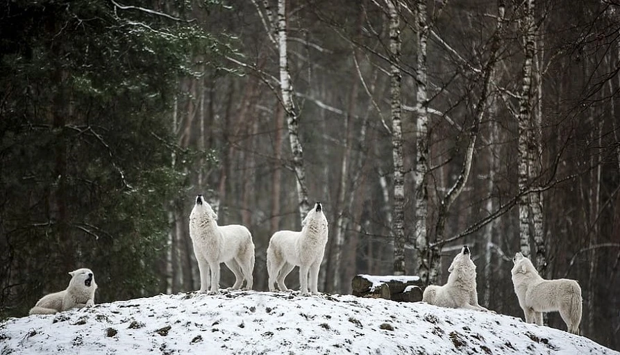 white wolves howling on a hill in a forest in winter